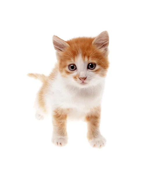 Kitten — Stock Photo, Image