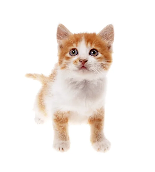 Kitten — Stock Photo, Image