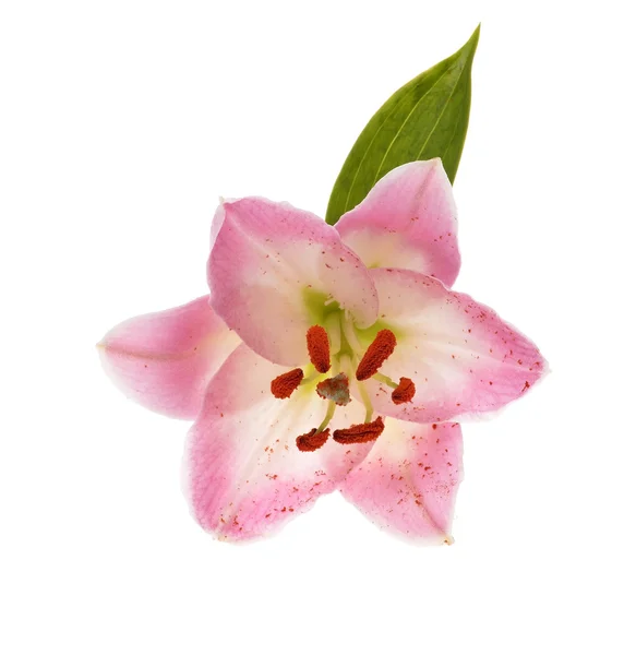 Pink lily — Stock Photo, Image