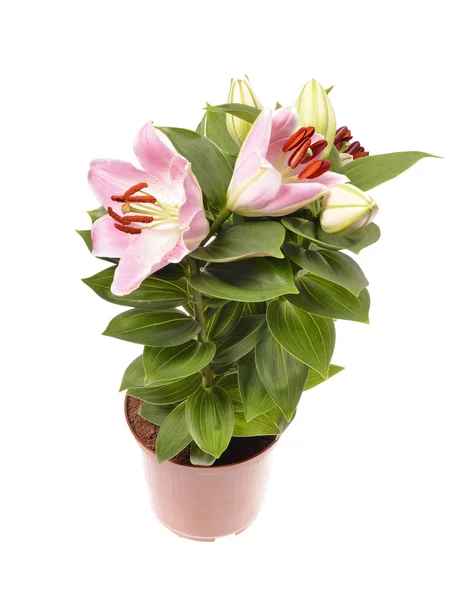 Pink lily — Stock Photo, Image