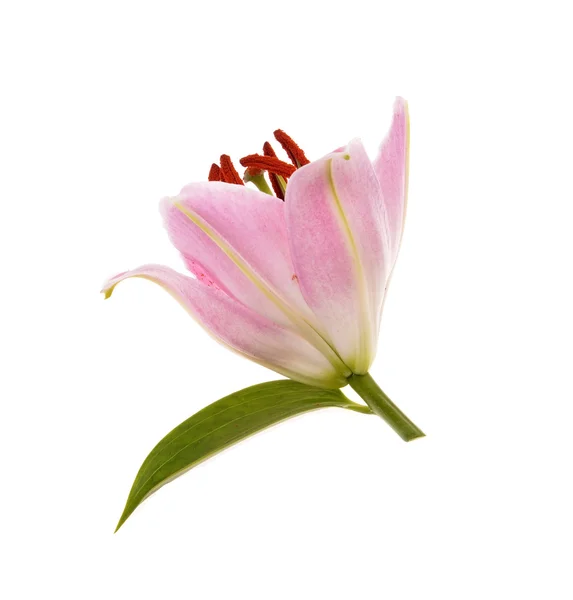 Růžová Lily — Stock fotografie
