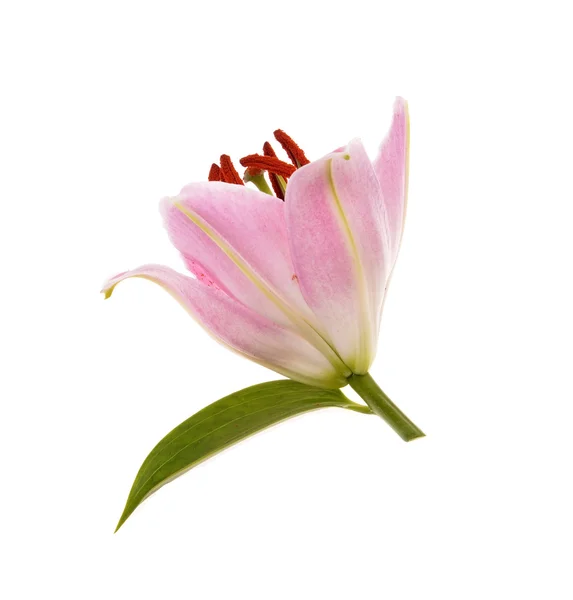 Pink lily — Stock Photo, Image