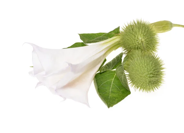 Datura — Stock Photo, Image