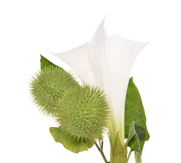 Datura — Stock fotografie