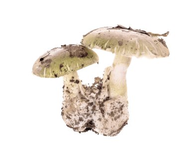 Poisonous mushroom Amanita phalloides clipart