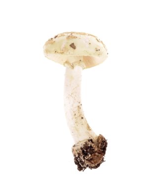 Poisonous mushroom Amanita phalloides clipart