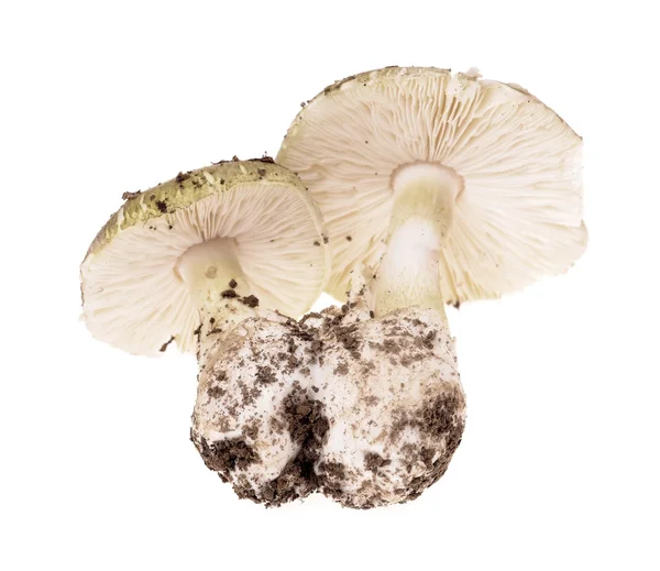 Giftige paddestoel Amanita phalloides — Stockfoto