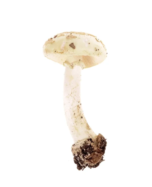 Ядовитый гриб Amanita phalloides — стоковое фото