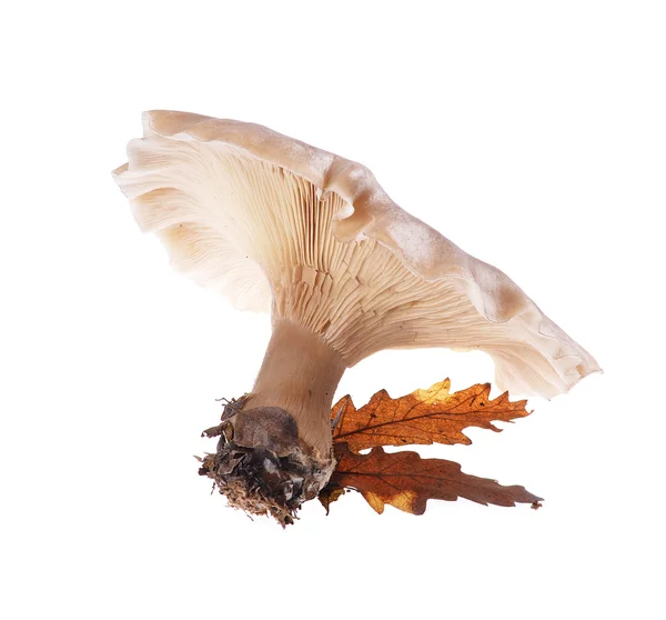 Mushroom — Stock Photo, Image