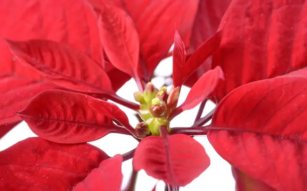 Φωτεινό κόκκινο poinsettia — Φωτογραφία Αρχείου