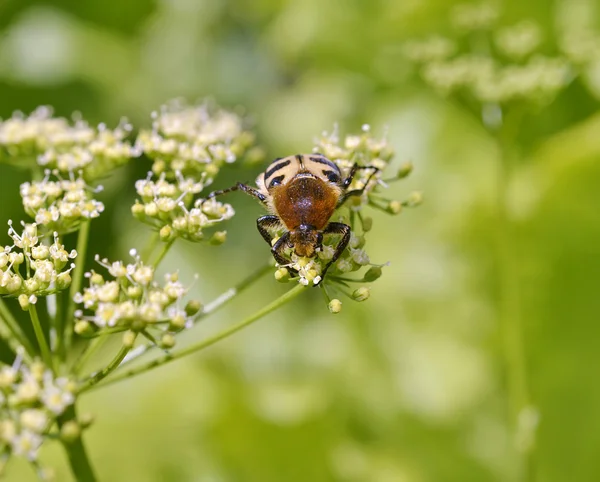 Scarabeo a strisce — Foto Stock