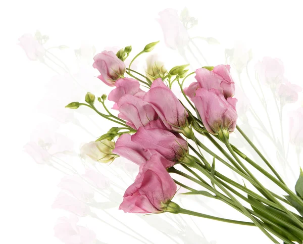 Flowers — Stock Photo, Image