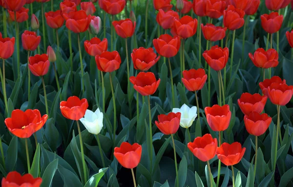 Tulpe — Stockfoto