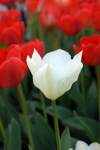 Tulpe — Stockfoto