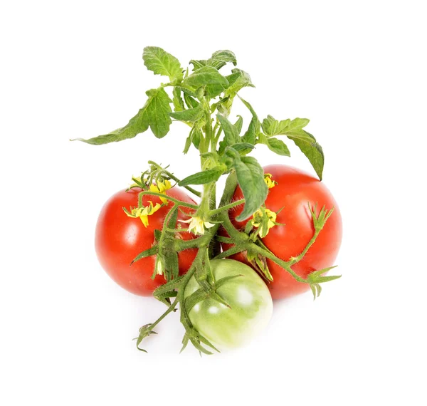 Frische reife Tomaten — Stockfoto