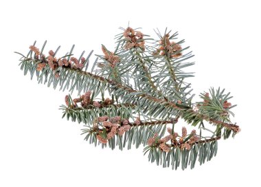 iğneler ve küçük koni