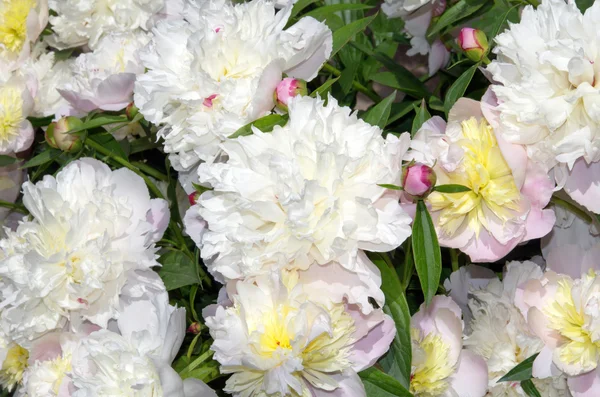 Beautiful bouquet — Stock Photo, Image