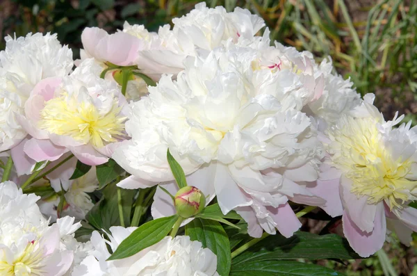 Beautiful bouquet — Stock Photo, Image