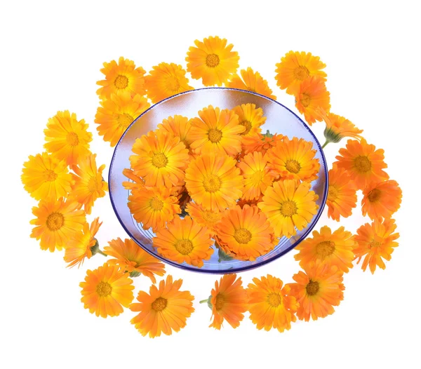 Herbal calendula — Stock Photo, Image