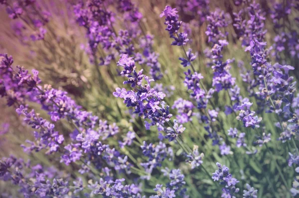 Lavendel — Stockfoto