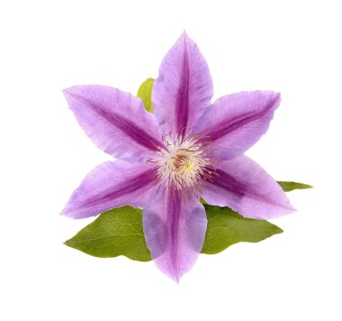 Beautiful blue clematis clipart