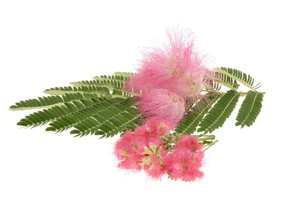 Mimosa Albizia julibrissin follaje y flores —  Fotos de Stock