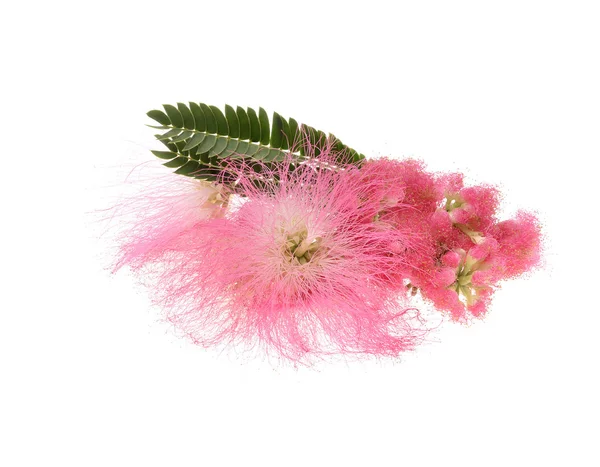Mimosa Albizia julibrissin gebladerte en bloemen — Stockfoto