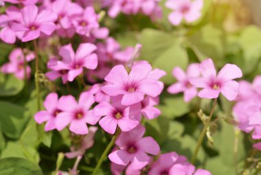 yakın çekim pembe phlox subulata