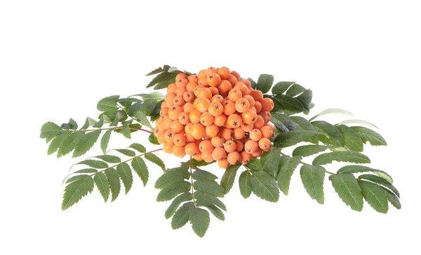 Rowan (Sorbus aucuparia) berries — Stock Photo, Image