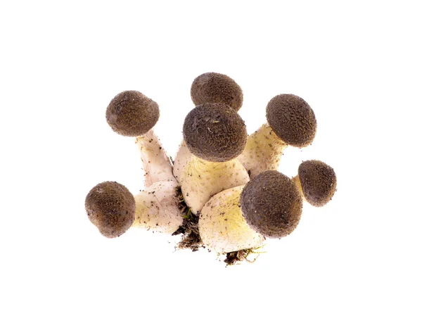 Dois cogumelos venenosos -Amanita Pantherina — Fotografia de Stock