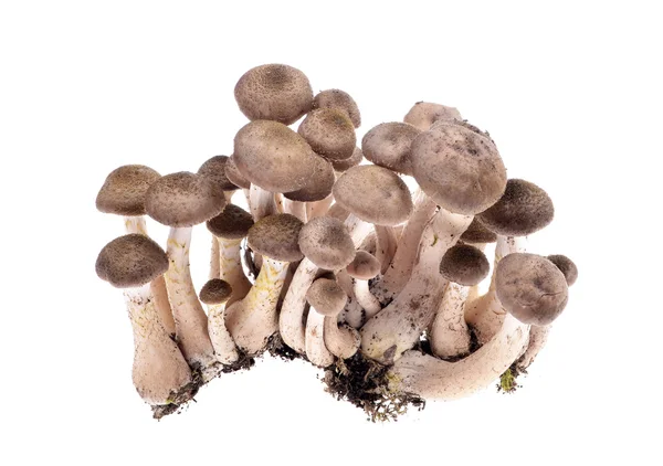 Due funghi velenosi - Amanita Pantherina — Foto Stock