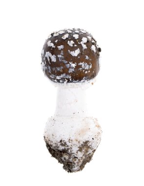 İki Zehirli mantar - Amanita Pantherina