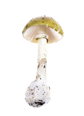 İki Zehirli mantar - Amanita Pantherina