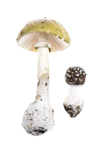 Twee giftige paddestoelen - Amanita Pantherina — Stockfoto