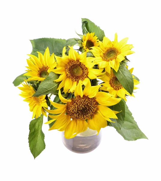 Bunch of fresh bright sunflowers in glass vase — Stock Photo, Image