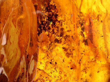 Baltık amber, reçine kesimleri
