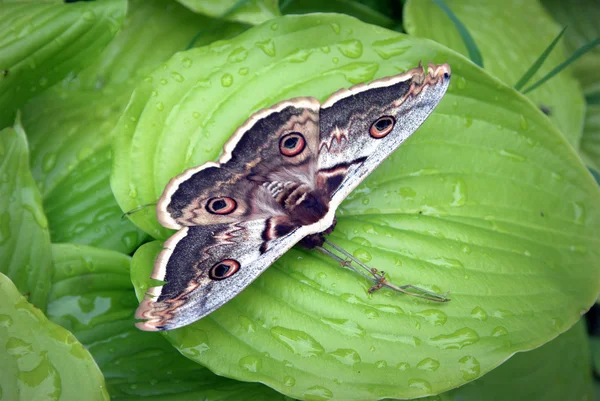 Cecropia lepke, Hyalophora cecropia — Stock Fotó