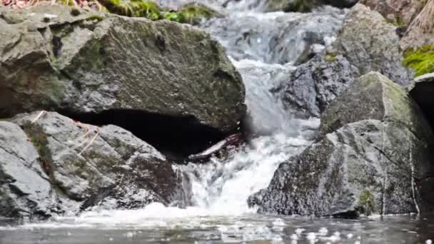 Fiume di montagna Canyon — Video Stock