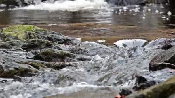 Ruisseau de montagne dans une nature intacte — Video