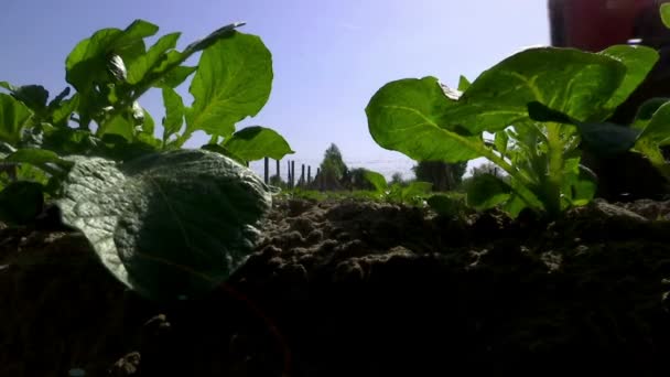 Cultivo de plantas de batata de máquinas agrícolas — Vídeo de Stock