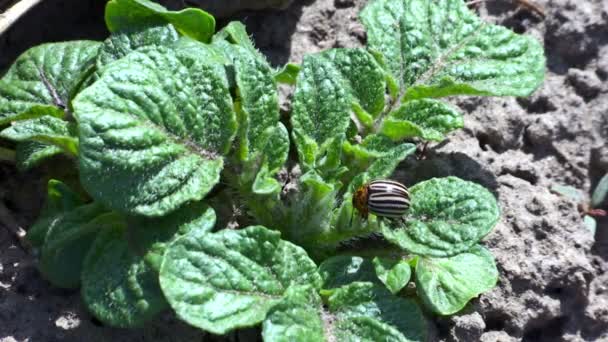 Escarabajo de patata de Colorado sobre hojas de patata — Vídeos de Stock