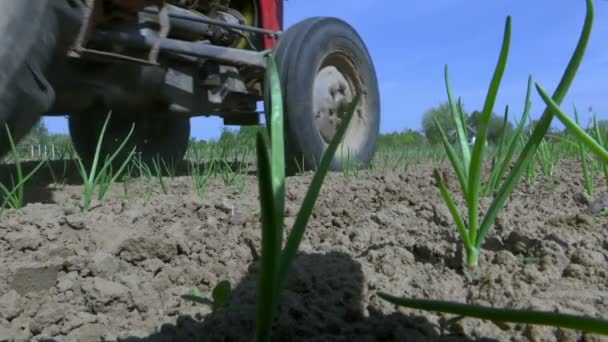 Trekker behandeld veld beplant met uien — Stockvideo