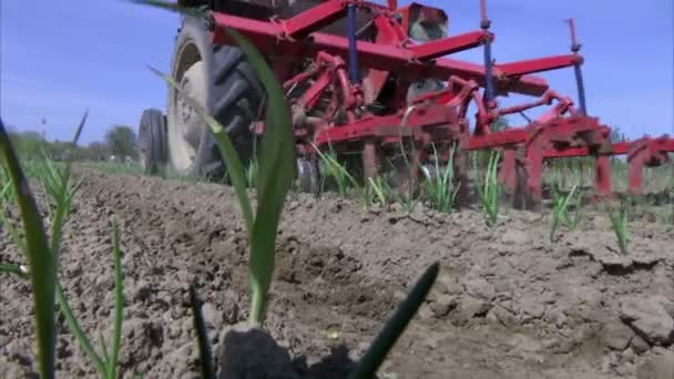 Tractor cultiva tierra plantada con cebollas — Vídeo de stock