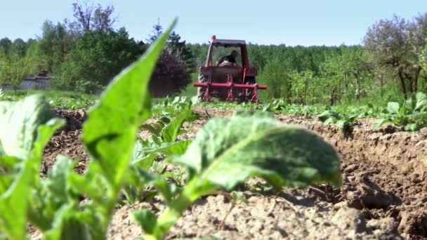 ジャガイモの作物の下で土地を耕起 — ストック動画