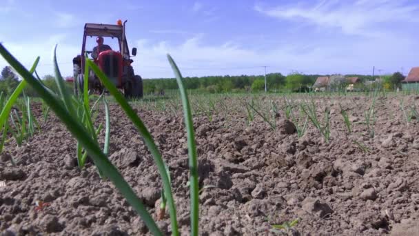 Produktion von Bio-Zwiebeln — Stockvideo