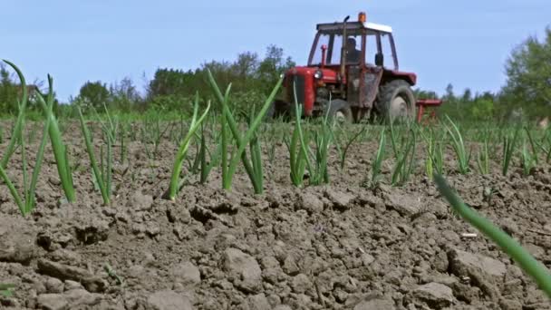 Produção agrícola de produtos hortícolas biológicos — Vídeo de Stock
