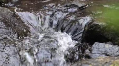 Orman bahar temiz su