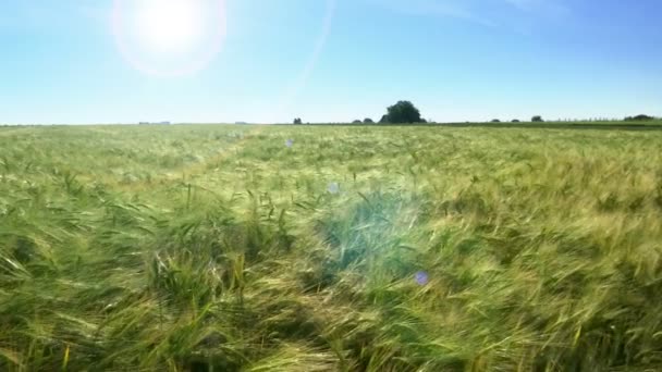 Árpa mező a tavaszi napsütésben — Stock videók