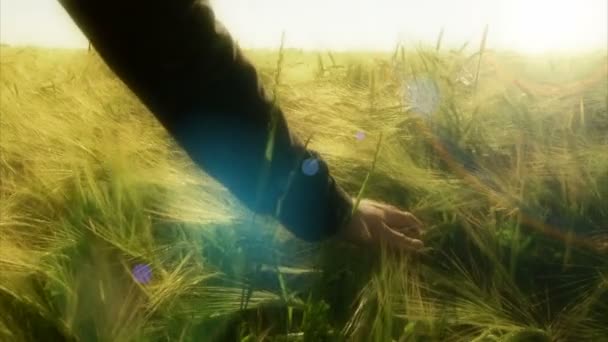 Agricultor acariciando el trigo — Vídeo de stock