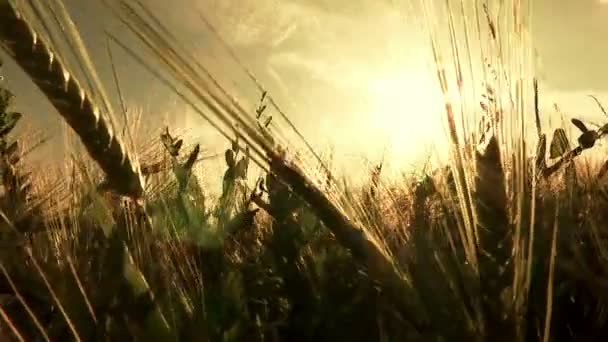 Atardecer dorado en el campo de trigo — Vídeo de stock